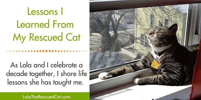 Lessons I learned from my rescued cat