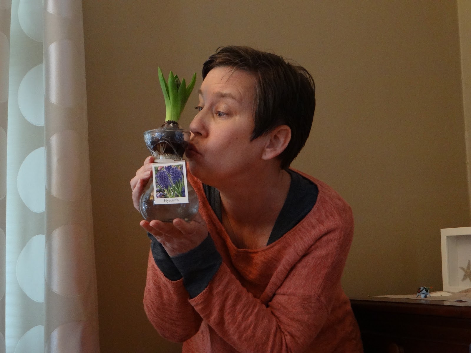 Trader Joe's 365 Hyacinth