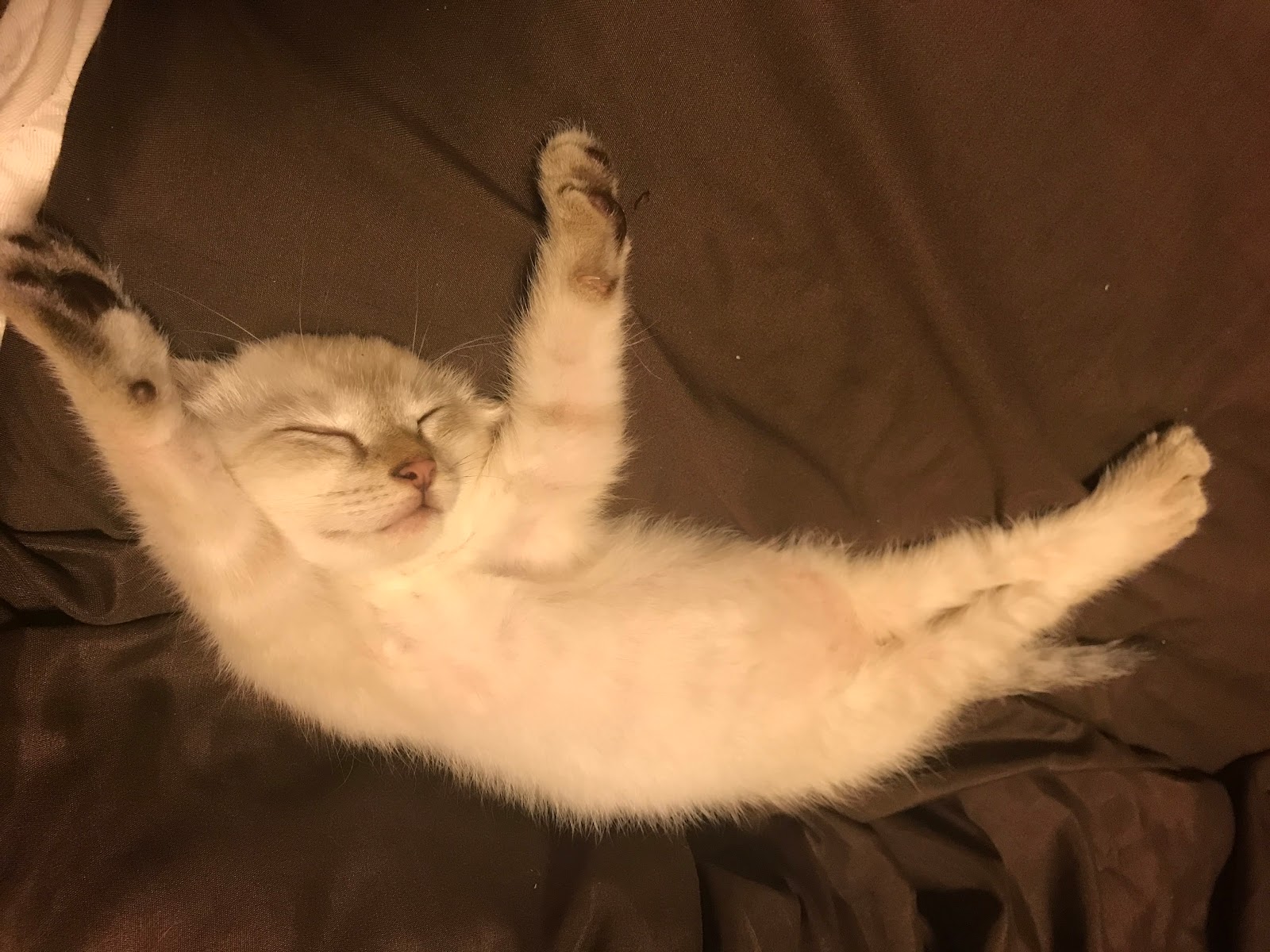 彩記 猫が可愛すぎる