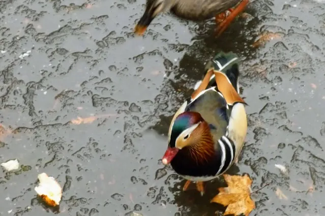 Vienna in December: Mandarin duck on an icy pond at Vienna in winter: Mugs at the Schloss Schönbrunn