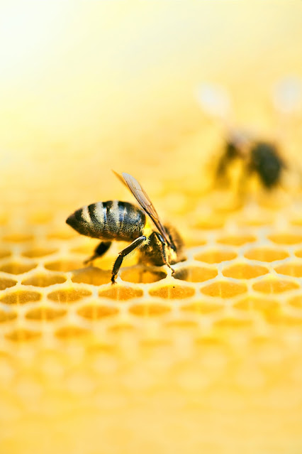 ¡CELEBRA EL DÍA DE ABEJA APADRINANDO UNA COLMENA!