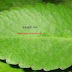 জেনে রাখুন পাথরকুচি পাতার গুনাগুণ বা উপকারিতা/Know the quality or benefits of Patharkuchi leaves