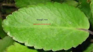 Know the quality or benefits of Patharkuchi leaves