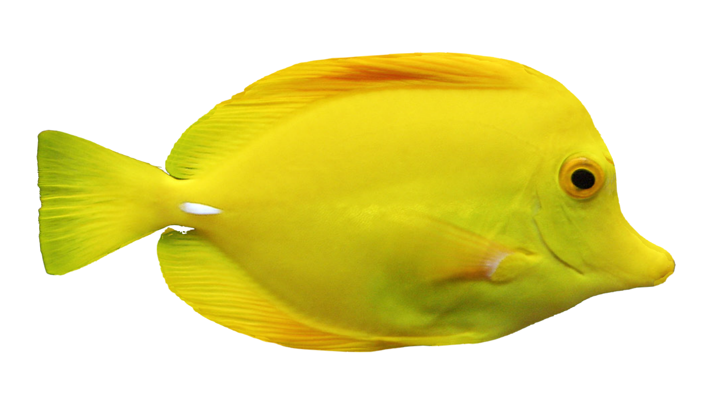 clipart gratuit poisson - photo #13