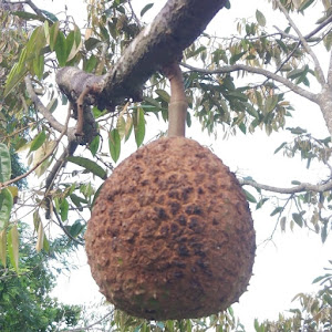 Bibit Durian Gundul