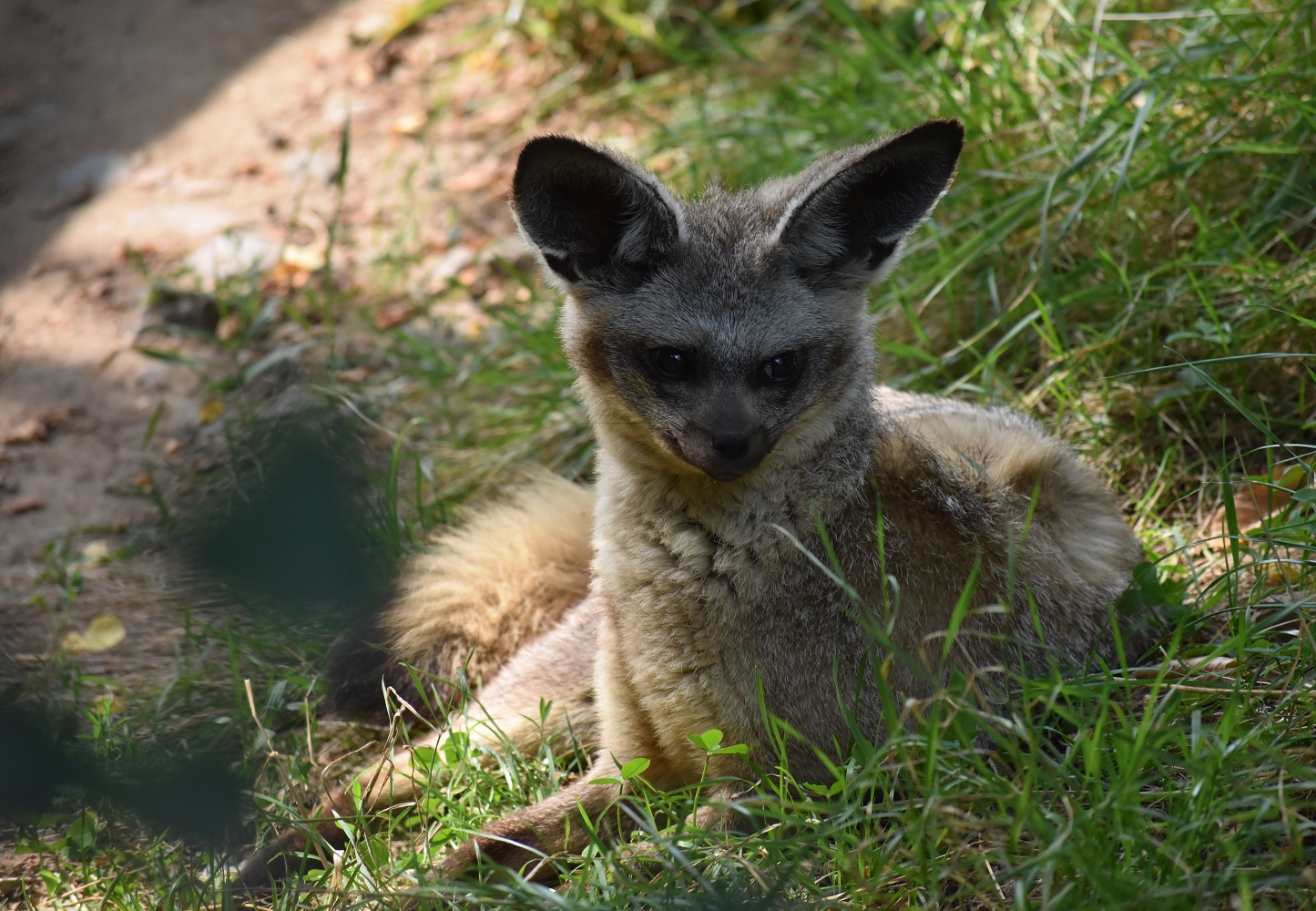 ZOOTOGRAFIANDO (6.100 ANIMALS) ZORRO OREJUDO U OTOCIÓN / BATEARED FOX