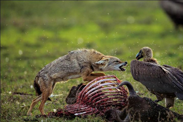 kewaspadaan burung vultur , Fotografer Ini Nekat Menaruh Kameranya di Dalam Bangkai Demi Mendapakan Foto yang Bagus