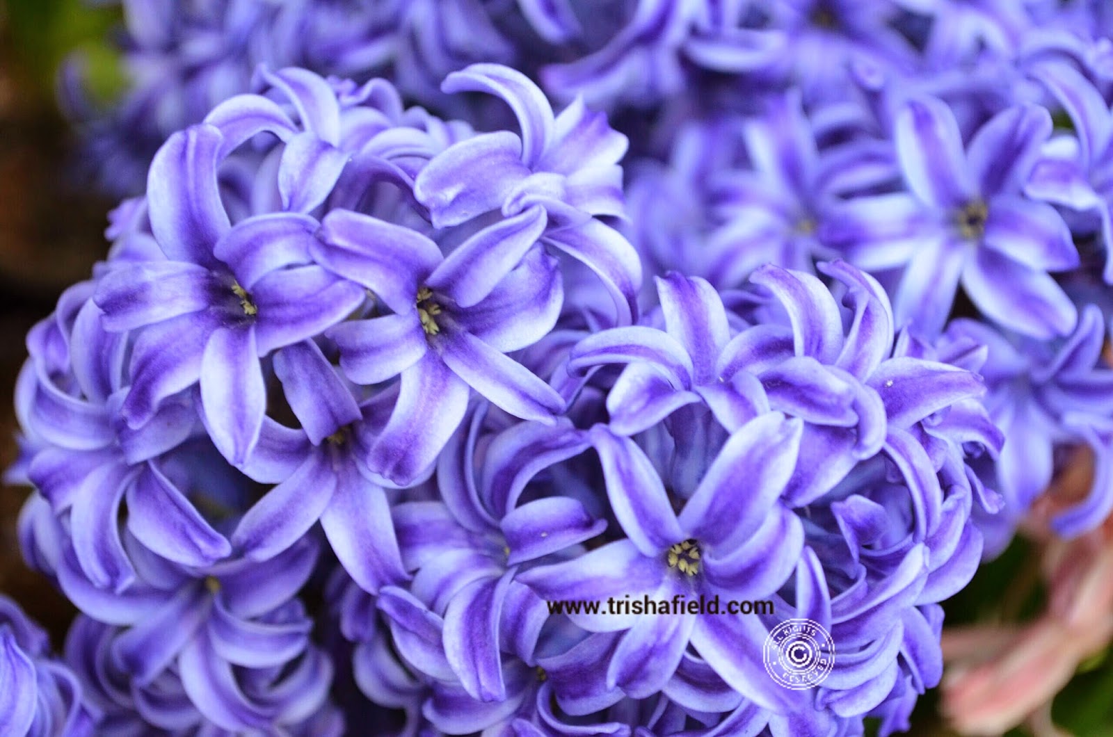Bellagio's Blue Jacke Hyacinth