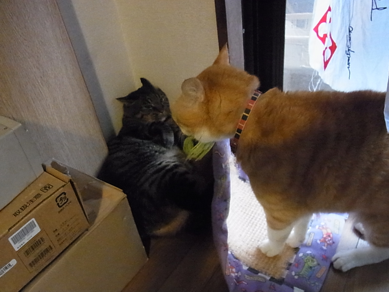踊る猫爆弾 お仕置きの午後