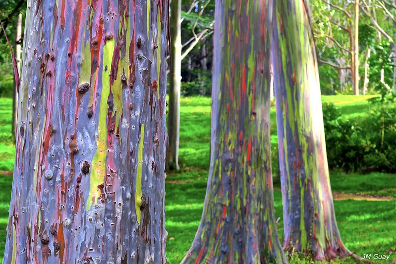 rainbow eucalyptus; rainbow eucalyptus tree; rainbow tree; eucalyptus deglupta; rainbow eucalyptus wood; rainbow eucalyptus wood; colorful tree; rainbow eucalyptus trees; rainbow eucalyptus maui; eucalyptus color; rainbow trees;