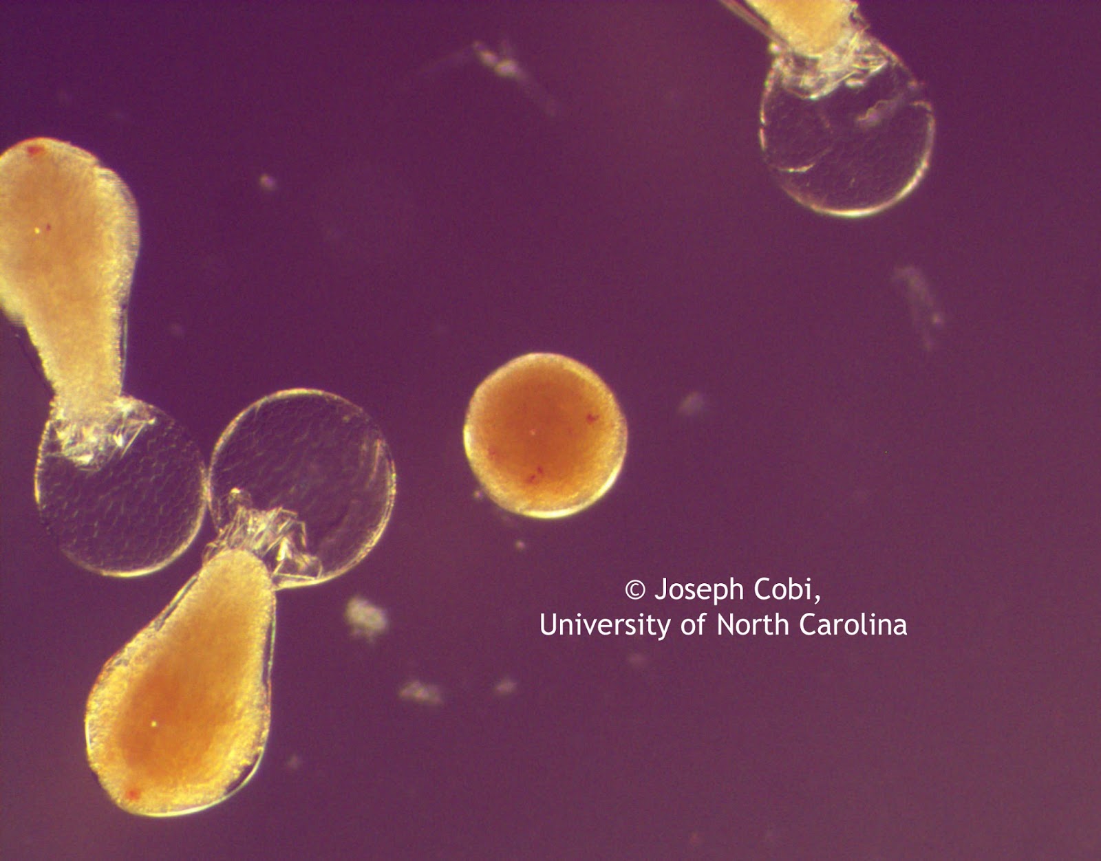 Microscope World Blog Marine Embryos under Microscope