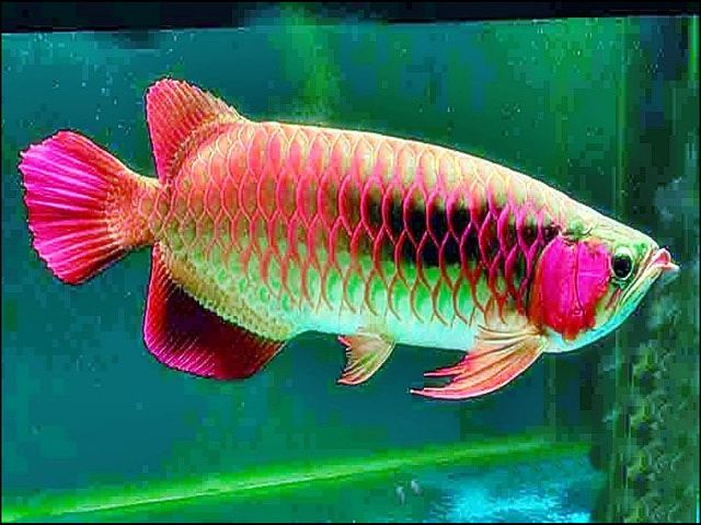 20 Jenis Gambar Ikan Arwana Super Besar Warna Cantik