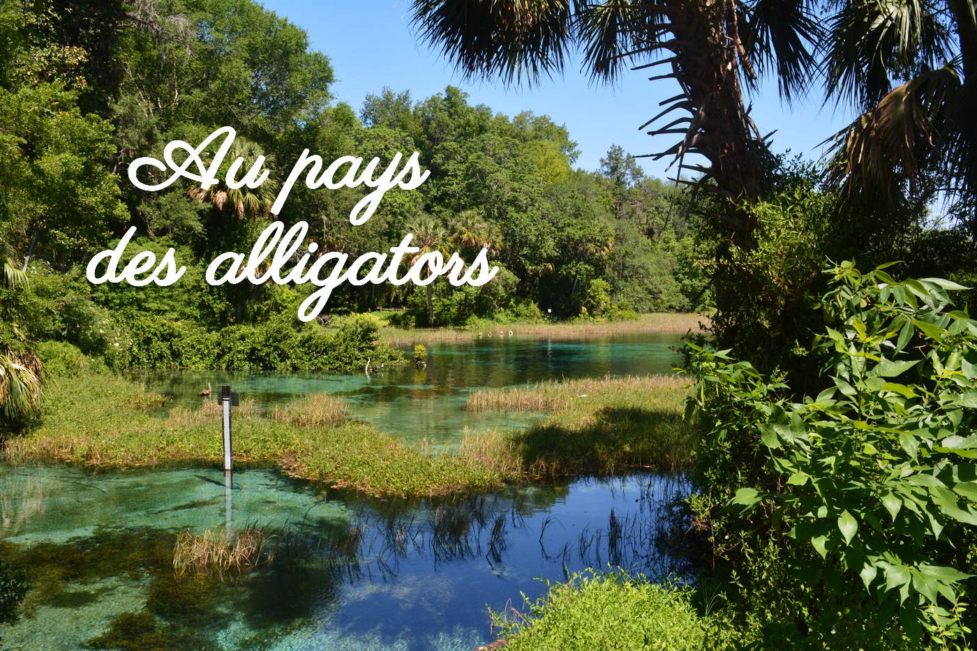 Baignade avec les alligators et petit coin de paradis à Rainbow Springs