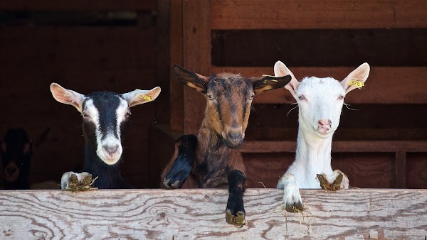 Cara Budidaya Ternak Kambing yang Menguntungkan Cara Budidaya Ternak Kambing yang Menguntungkan