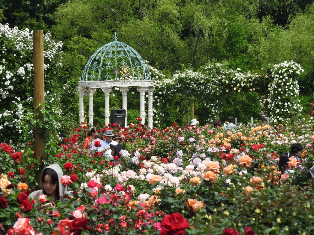 Rosaleda de Keisei, uno de los jardines de rosas más grandes del área