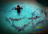 kolam penangkaran hiu karimun jawa