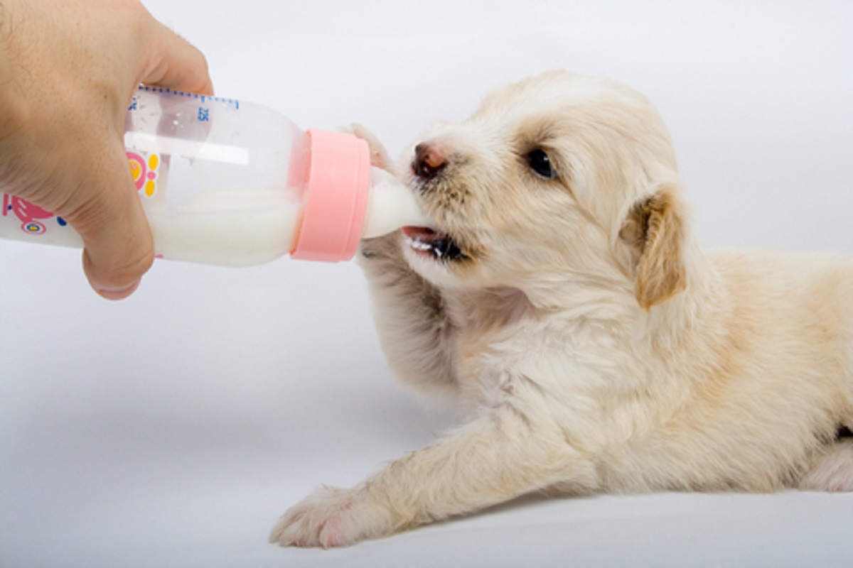 How to Bottle Feed a New Puppy Doglopedix