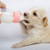 How to Bottle Feed a New Puppy