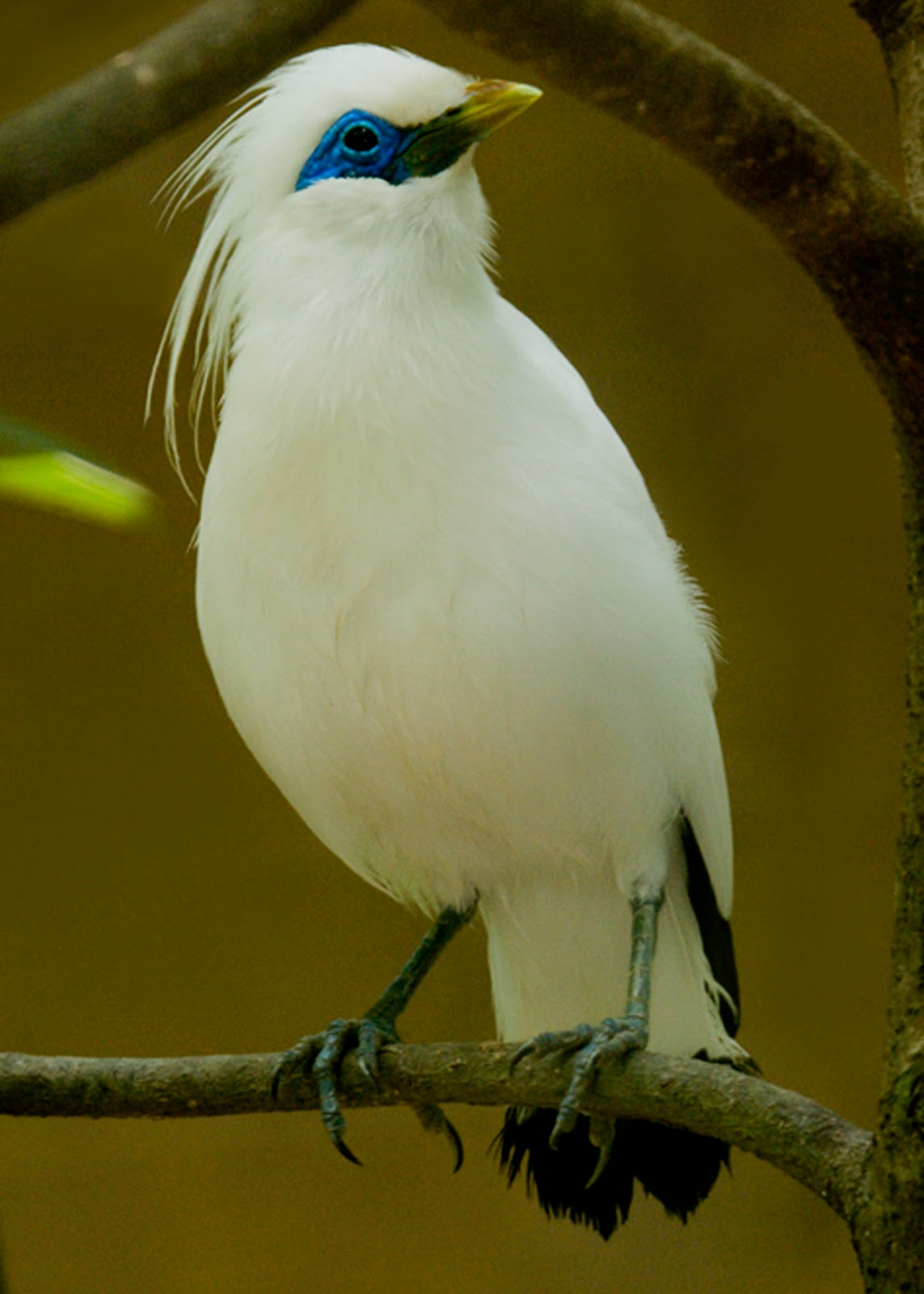 gambar burung jalak bali