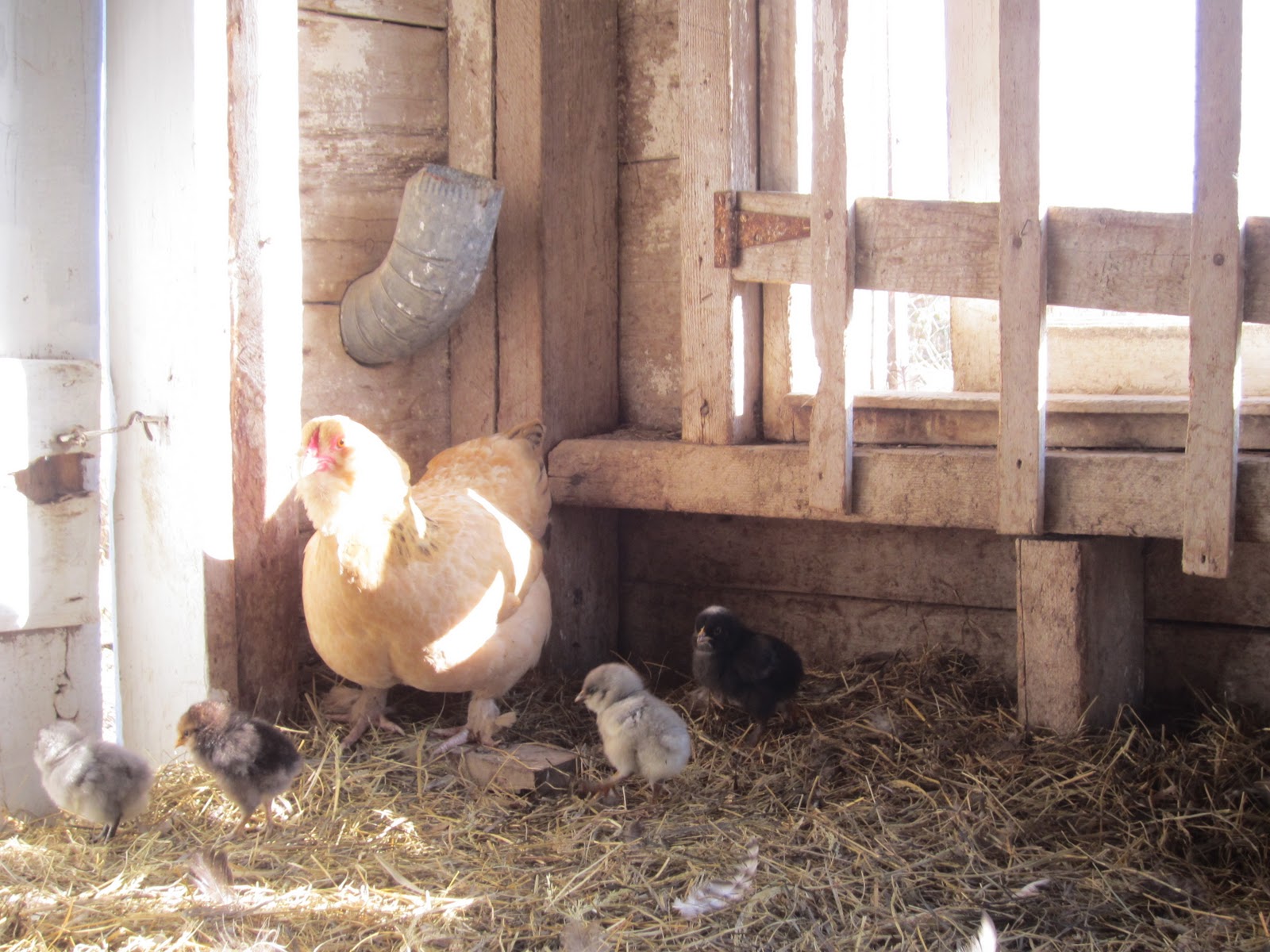 Nes' Farm Breeding in the Home Flock