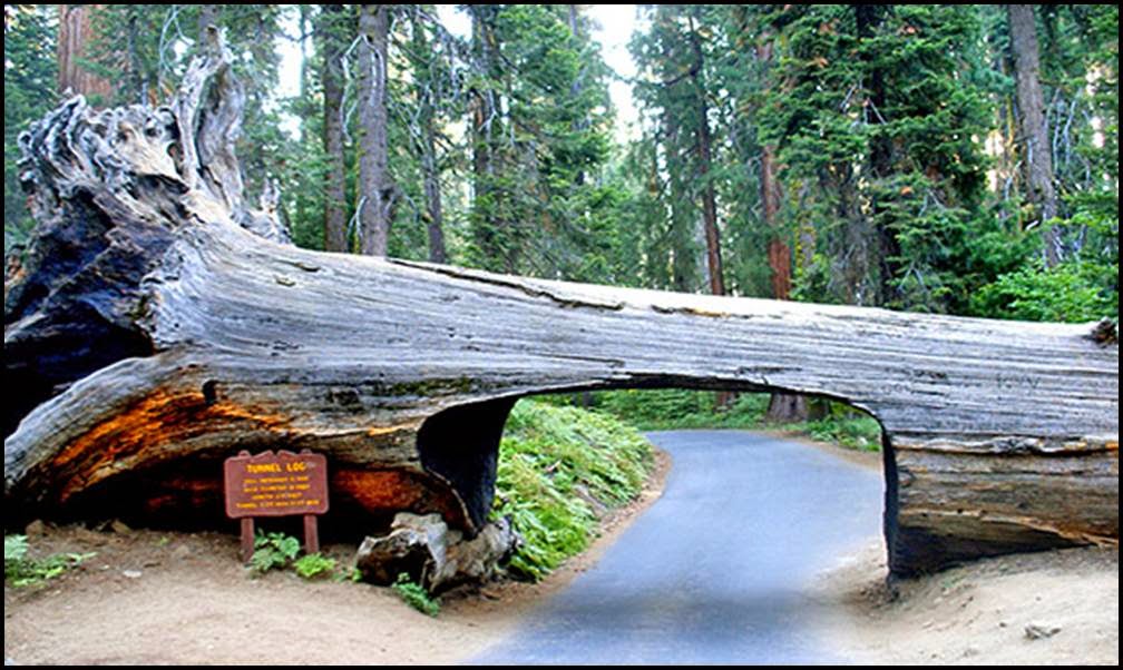 Giant Sequoia National Monument The forest with the largest tree in