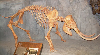 Palaeoloxodon falconeri iskeleti