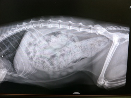 cat megacolon miralax
