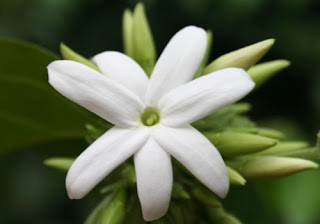 Jasmine plant for better sleep