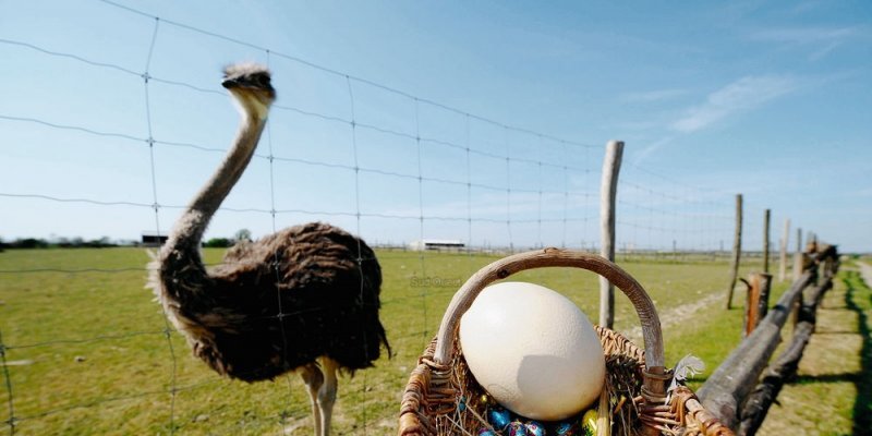 Zanni S Food Curiosities Ostrich Egg The Ultimate Egg Experience