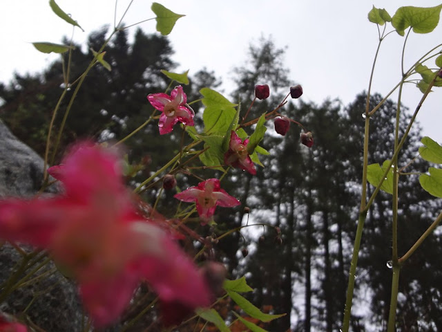 flowers in vancouver