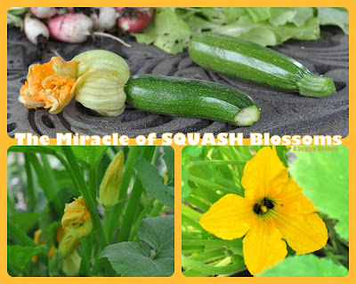 The Miracle of Squash Blossoms