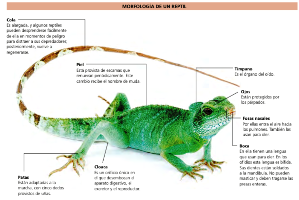 SOLUCIONARIO, Biología, 1º ESO (del 1 al 4 de junio)