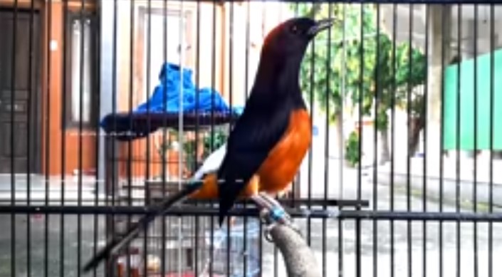 Ciriciri Burung Murai Batu Kalah Mental Sahabat Kicau Mania