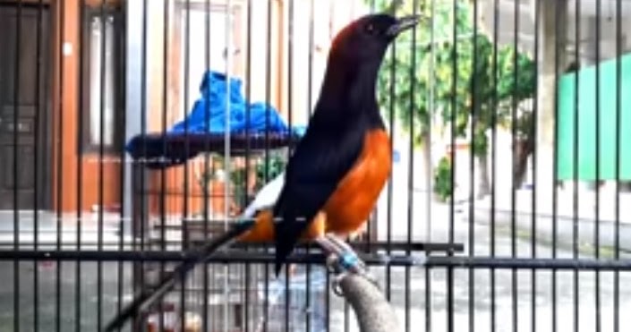 Ciriciri Burung Murai Batu Kalah Mental Sahabat Kicau Mania