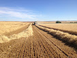 Cereal harvesting days... machinery has changed a lot / Cosecha de cereales... mucho ha cambiado la maquinaria