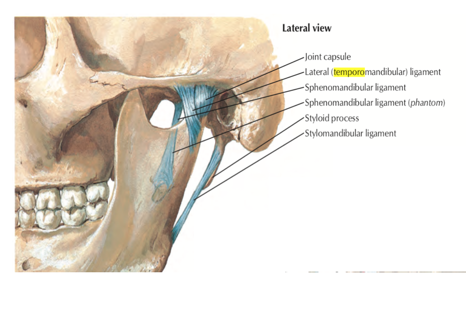 Head and Neck Anatomy: TEMPOROMANDIBULAR JOINT