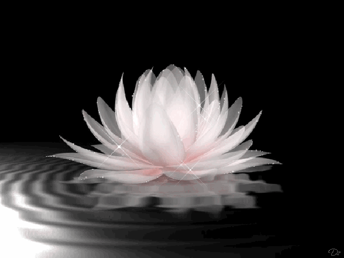 圓光桃園行苑 蓮花動畫GIF