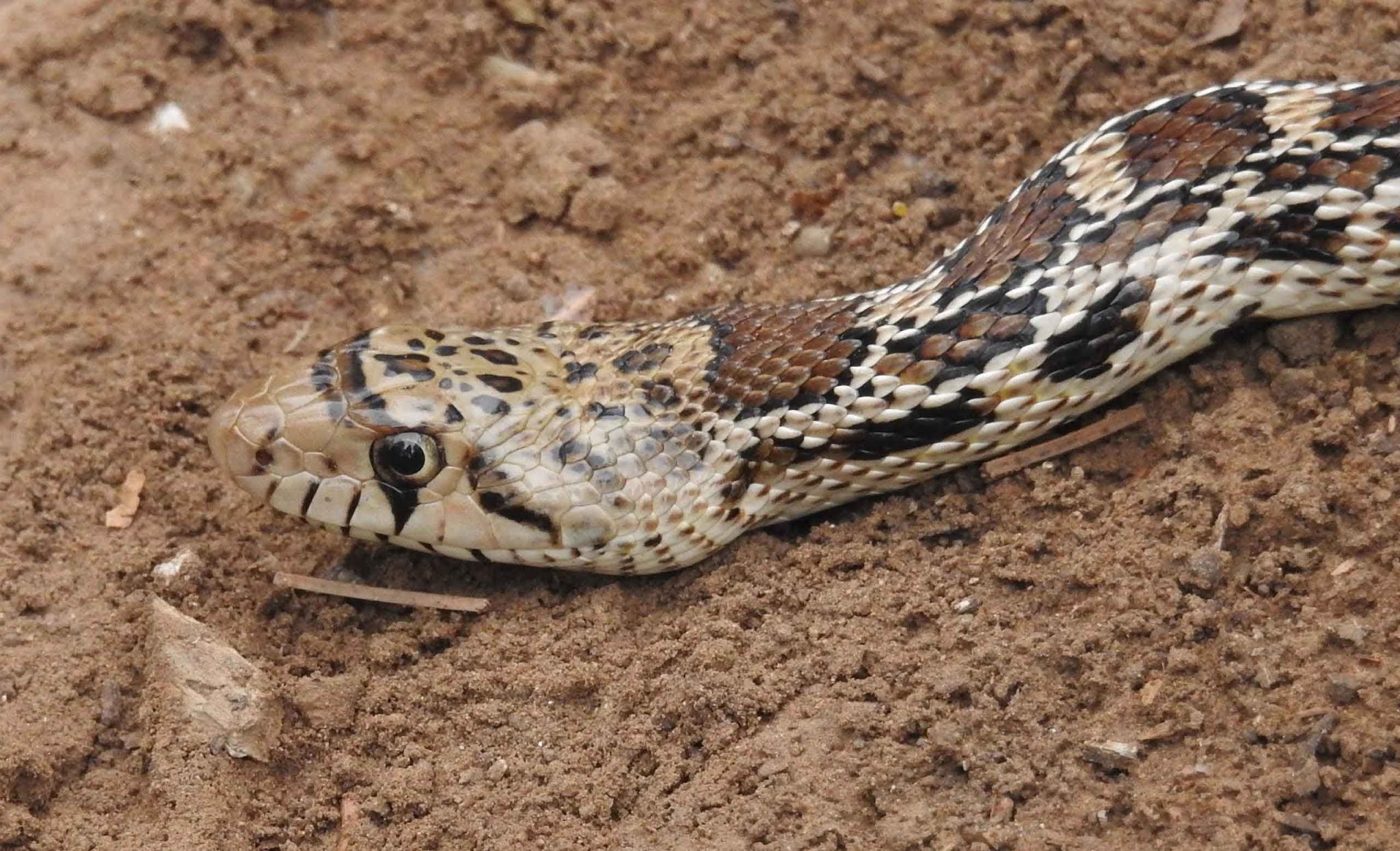 Is Gopher snake dangerous? Where do gopher snakes live?