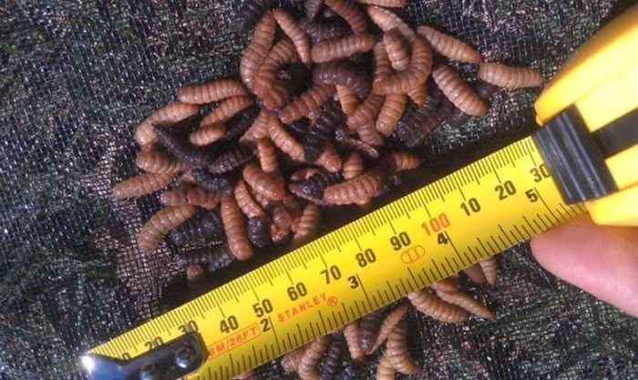 воробей гусеница. личинка мухи львинки. воробей ест насекомых. птицы питающиеся гусеницами. личинка птицы.