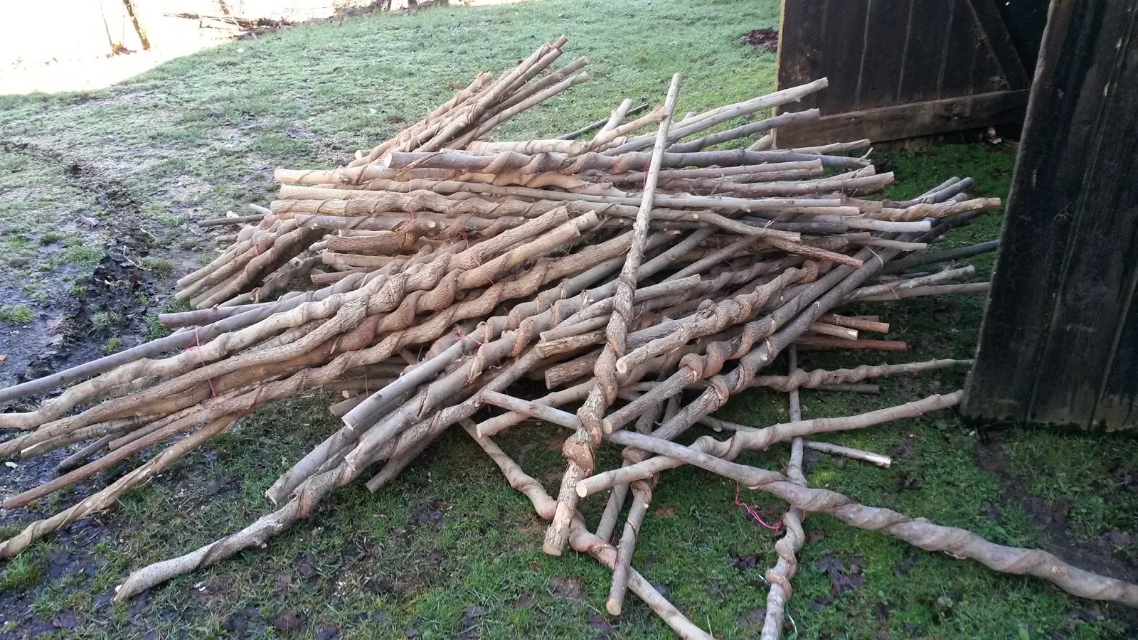 Kentucky Walking Stick May 2016