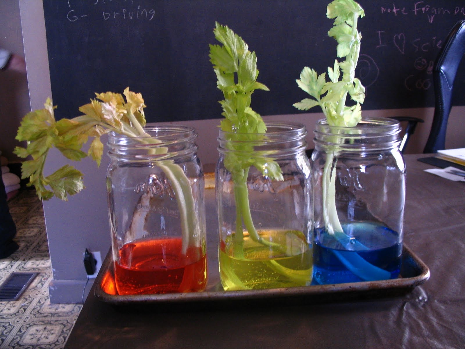 DW's Homeschool Blog celery osmosis