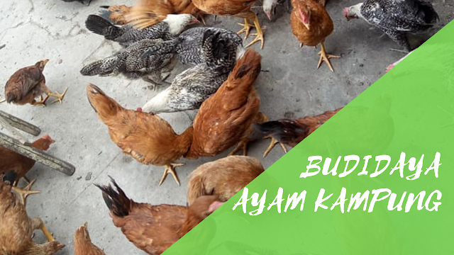 budidaya ayam kampung yang baik dan benar agribisnis agrokompleks budidaya ayam kampung yang baik dan