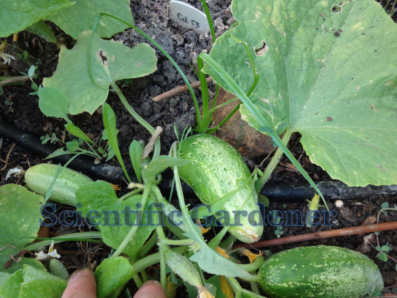 The Scientific Gardener Northern Pickling Cucumber
