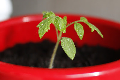 berkebun tomat di dalam pot