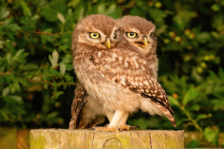 Little Owl DFBridgeman