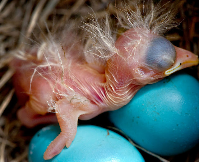 Robin Loznak Photography: Hatchling