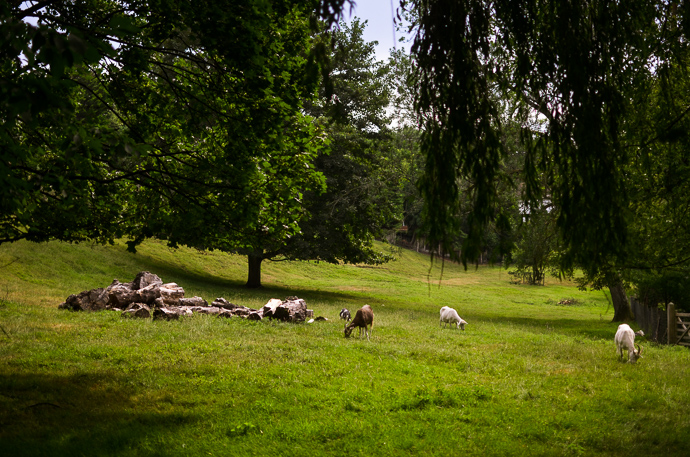 Bearsted Woods, the peoples woods, maidstone