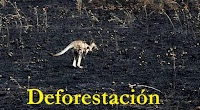 Los bosques desaparecen por la deforestación