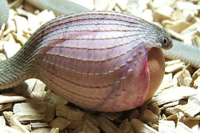 Африканская яичная змея, или африканский яйцеед (Dasypeltis scabra)