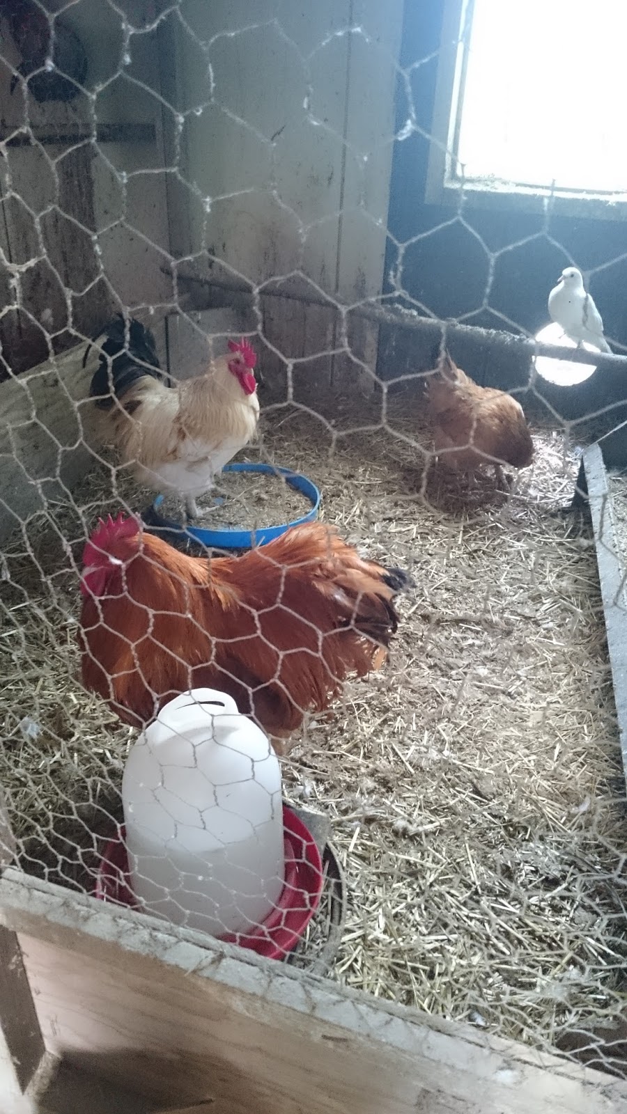 Iso musta hirviö kukko kuvia ajeltu italialainen pillua